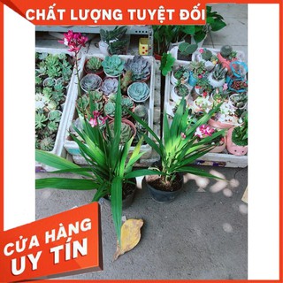 Cây Địa lan, lan đất hay lan chu đinh