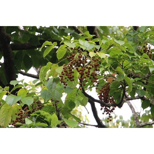 CÂY NHỘI GIỐNG -cam kết giống chuẩn đảm bảo