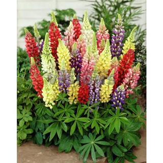 Hạt Giống Hoa Đậu Lupin Mix 20 Hạt