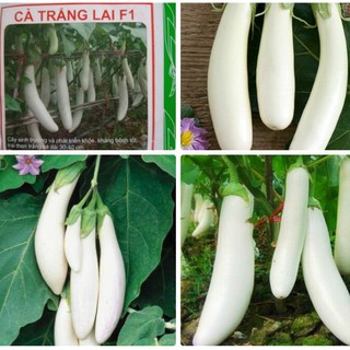 Hạt giống cà trắng quả dài lai F1 - 1 gói 2gram