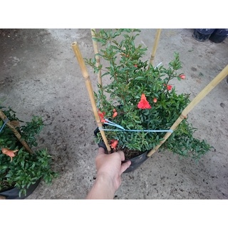Cây lựu kiểng - cây cảnh để bàn