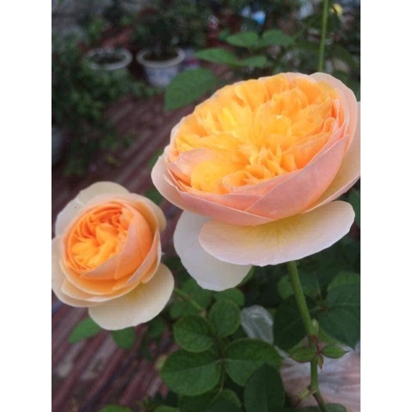 Hoa hồng tezza cam cá hồi siêu nụ