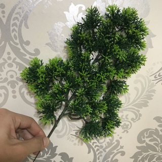 Nhánh cây lá tùng giả