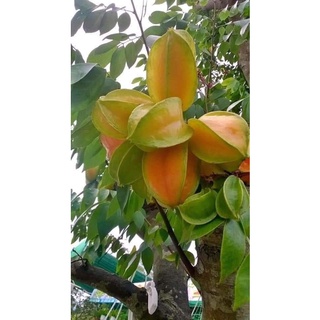 Cây giống khế ngọt