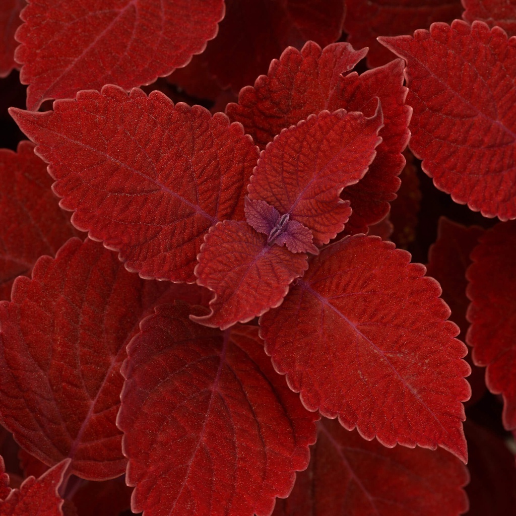 Cây Coleus scutellarioides Ruby Slippers (Lá Gấm Ruby Slippers) chậu nhựa 10cm