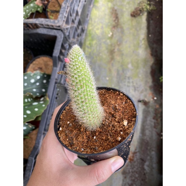 Chậu cứng Xương rồng đuôi hồ ly