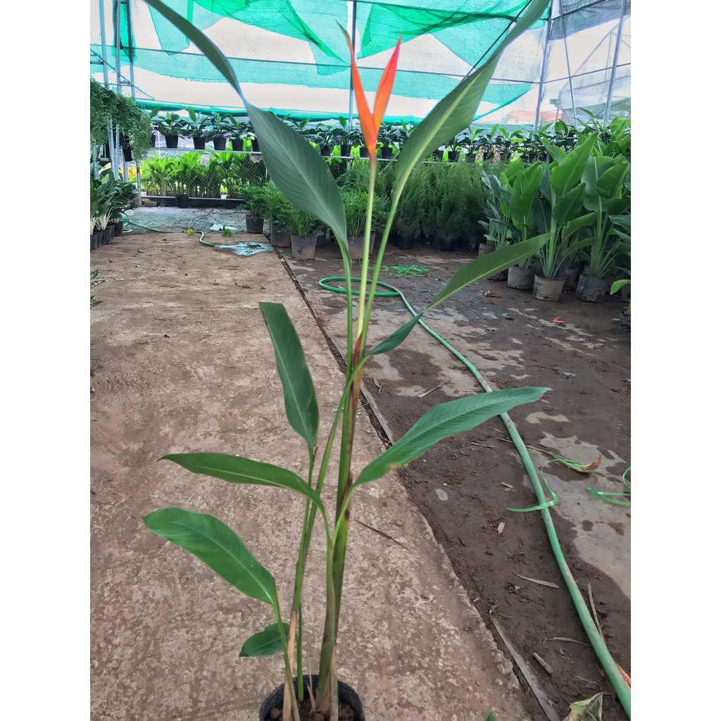 Cây chuối thiên điểu (chuối mỏ két) 🍀 GIÁ TẠI VƯỜN 🍀 cao 60 cm lá to cực đẹp rất nhiều công dụng trong cảnh quan