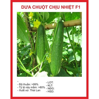 Hạt giống Dưa Chuột Chịu Nhiệt