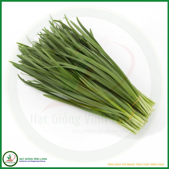 Hạt giống Hẹ lá Duyên Hải TN 174 - 2g