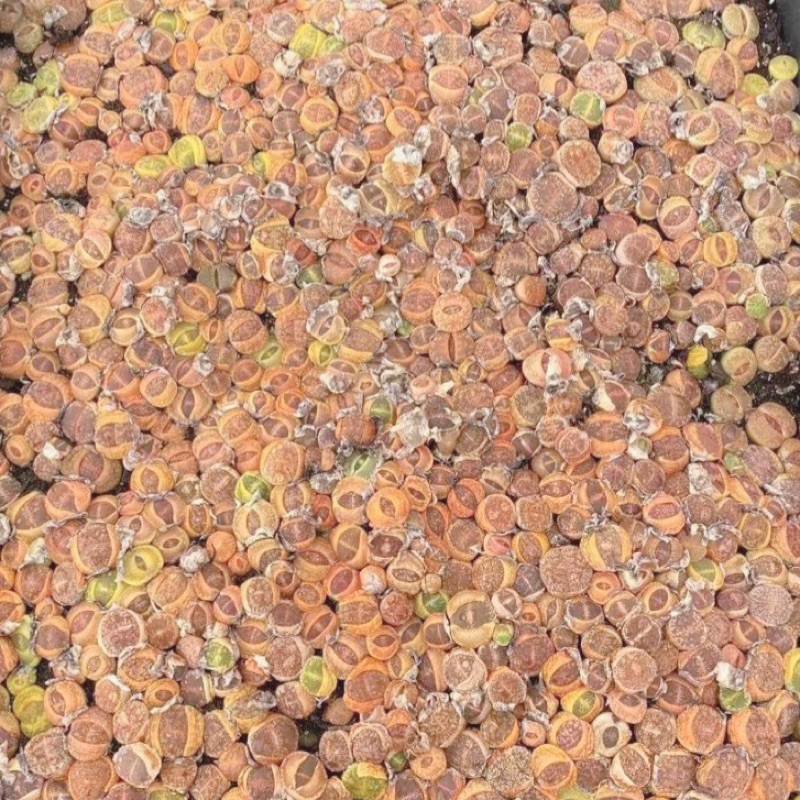 HÀNG MỚI VỀ - 1 cây sen Mông (thạch lan) Lithops rễ trần kích thước 1.5-2 cm màu sắc ngẫu nhiên - Sen đá độc lạ hot