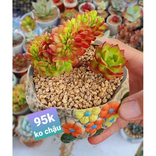 sen đá mai đỏ crest