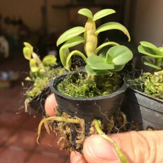Chớp mỹ nù lá mít đồng xu