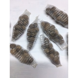 phân bón cho hoa lan