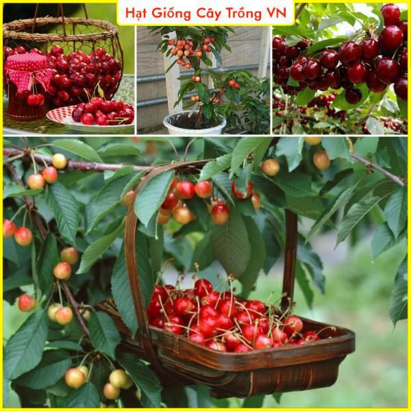 Hạt giống Cherry Đỏ (Anh Đào) - Trái to, ngọt