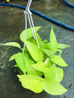 TRẦU BÀ THÁI VÀNG