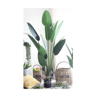 🍀 Cây chuối Nhật trang trí nội thất