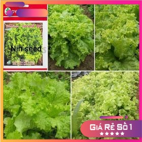 Hạt Giống Rau Xà Lách Xoăn Xanh (1000H) - HGNK