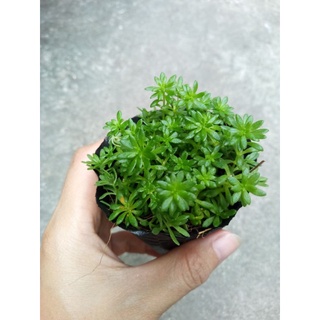 Sedum xanh size bầu