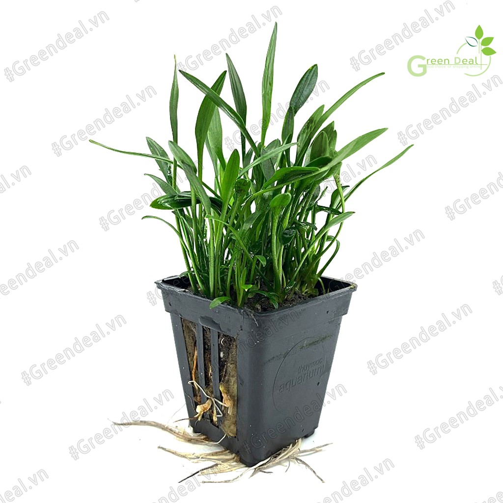 Cây thủy sinh Tiêu Thảo Mũi Tên | Cryptocoryne Parva (TM)