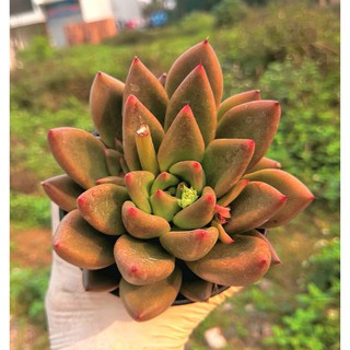 Sen đá Đế Vương Hồng - Đế hồng lai Phale (Size 10-12cm)