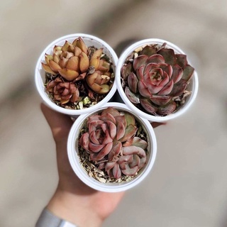 Sen đá nâu lai giống mới bầu nhỏ 4-6cm cây ép form già màu