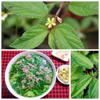 10GR - HẠT GIỐNG RAU ĐAY
