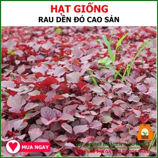 Hạt Giống Rau Dền Đỏ Rạng Đông 20Gram