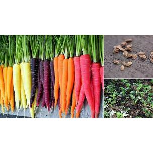 Hạt giống cà rốt cầu vồng, cà rốt nhiều màu 50 hạt