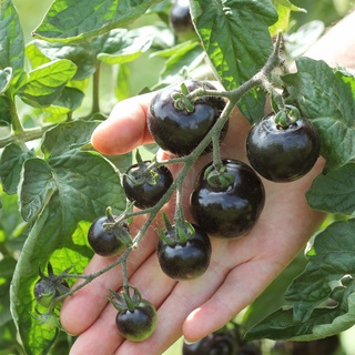 Hạt giống cà chua đen - cà chua cherry