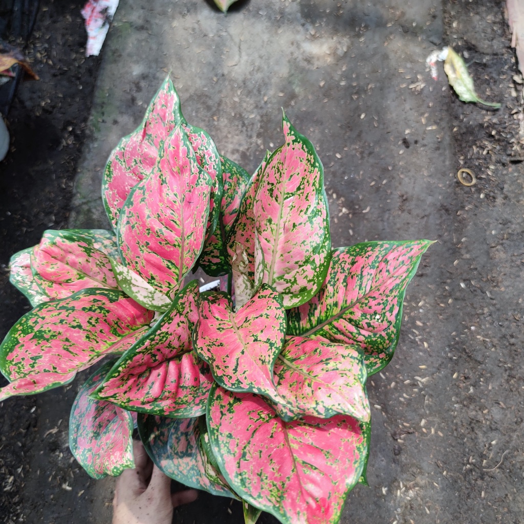 Cây vạn lộc đỏ đốm xanh lá sum suê cây phong thủy trang trí nội thất cao 35cm