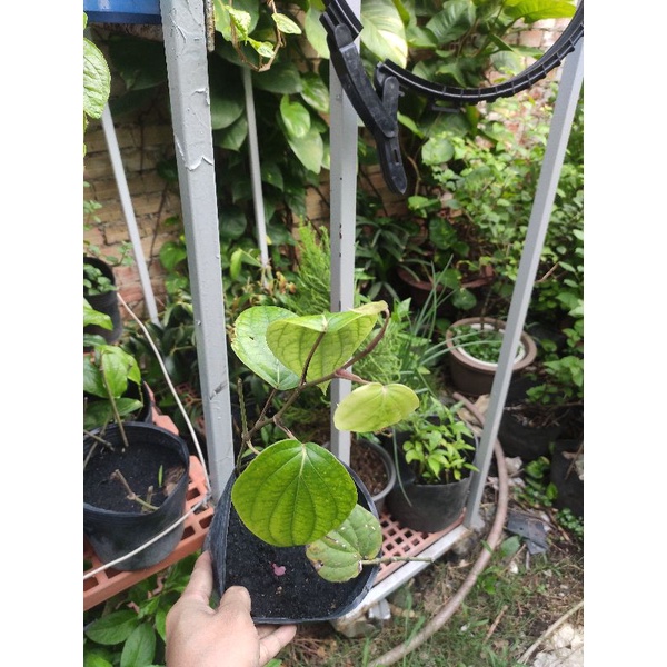 cây tiêu xanh, tiêu sọ, tiêu đen, hồ tiêu ( piper nigrum)