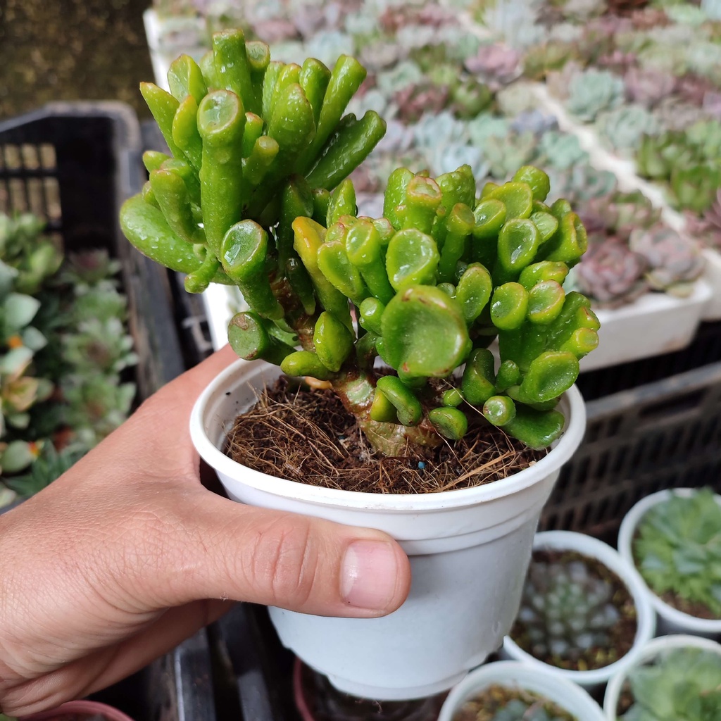 Cây Sen Đá Ống Điếu ( Cây Thật - Ảnh Thật ) Giống Sen Đá Đẹp SIÊU SIÊU Khỏe, Là Giống Sen Đá Dễ Chăm Sóc