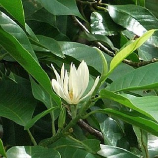 Cây hoa ngọc lan ta đang ra hoa