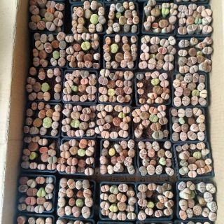 Sen mông - 16 loại vân khác nhau