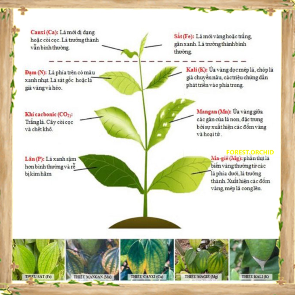 Siêu Lân Xanh 10-55-10 TE  Phân bón Sắt là thuốc, Hoa Lan loại TỐT, làm cho cây cảnh và hạt giống, Bền, Đẹp, Xanh