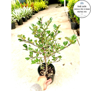 Cây bàng cẩm thach Singapore - Cây Đa Tam Phúc cẩm thach