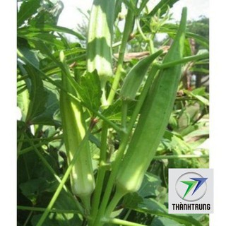 40 hạt giống đậu bắp xanh THANH TRUNG