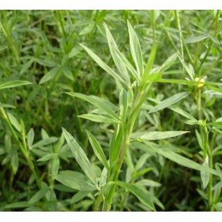 Hạt Giống Cỏ Đậu Stylo - Gói 50g - Cỏ Dinh Dưỡng Cho Chăn Nuôi Bò, Dê, Cừu, Thỏ, Cá,...