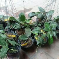 Combo 5 sắc màu cẩm cù ạ.ji