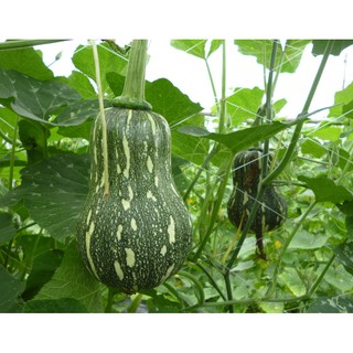 HẠT GIỐNG BÍ ĐỎ CAO SẢN