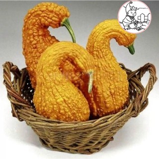 HẠT BÍ THIÊN NGA - GÓI 5 HẠT