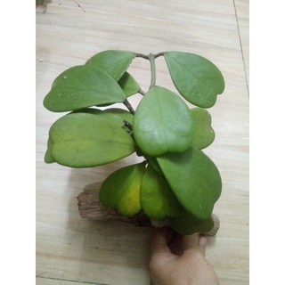 Lan cẩm cù lá tim thuần gỗ