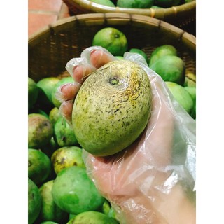 Xoài chuẩn Yên Châu!