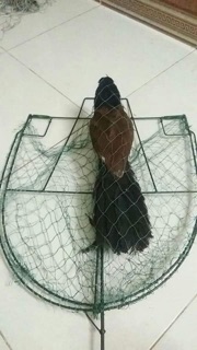 Mẹt bẫy chim bìm bịp