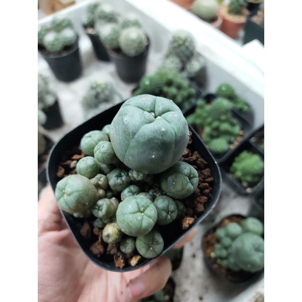 Xương rồng lopho bụi