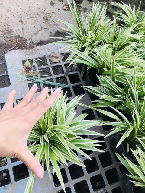 Cỏ lan chi chậu 7-8 cây