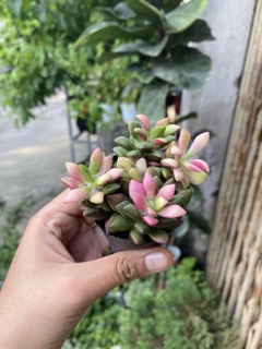 [HOT] SEN ĐÁ HỒNG SAO BỤI 6CM