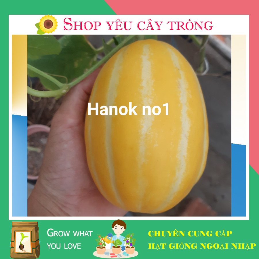 Hạt giống dưa lê hàn quốc Hanok No1 siêu ngọt thơm sai quả gói 10 hạt