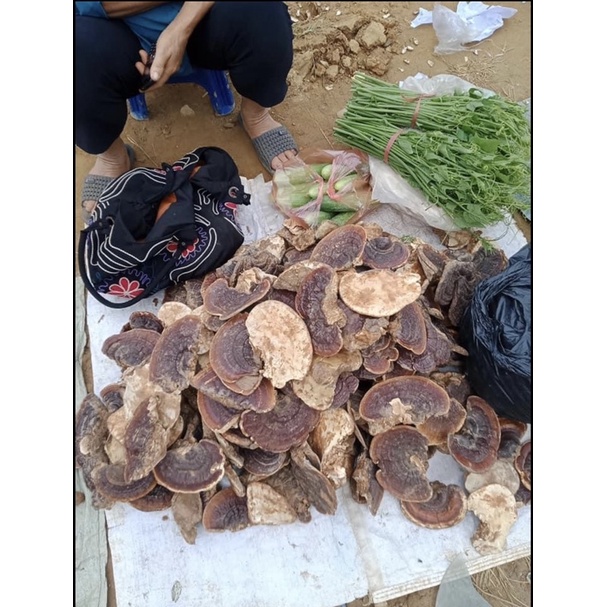 Nấm Linh Chi Đỏ Rừng Tự Nhiên 100% | Thế Giới Skin Care