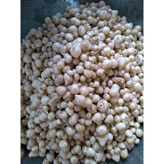 500g  hành tăm nghệ an